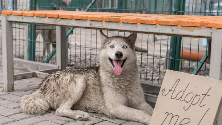 Delaware Animal Rescue - PawrPose